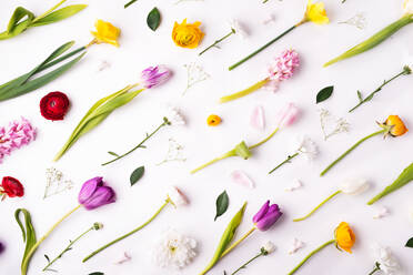 Blumen auf weißem Hintergrund. Studioaufnahme. Ostern und Frühling flat lay. - HPIF23033