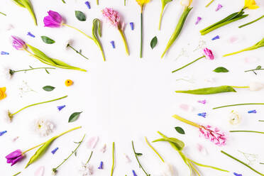 Blumen auf weißem Hintergrund, Studioaufnahme, Oster- und Frühlingsflachbild, Kopierraum. - HPIF23035