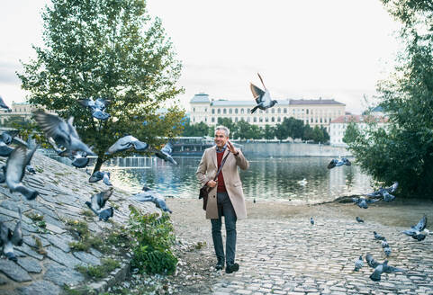 Älterer, gut aussehender Geschäftsmann, der in Prag an der Moldau spazieren geht und einen Taubenschwarm vertreibt. - HPIF23179