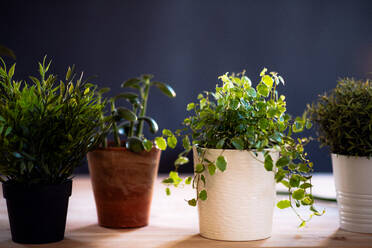 Pflanzen in Blumentöpfen auf einem Schreibtisch vor einem dunklen Hintergrund, ein Start-up Blumengeschäft. - HPIF23462