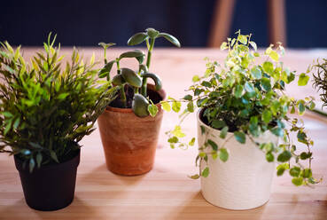 Pflanzen in Blumentöpfen auf einem Schreibtisch vor einem dunklen Hintergrund, ein Start-up Blumengeschäft. - HPIF23759