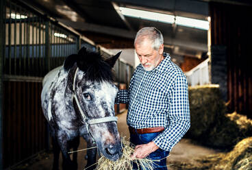Ein fröhlicher älterer Mann füttert ein Pferd in einem Stall mit Heu. - HPIF25127