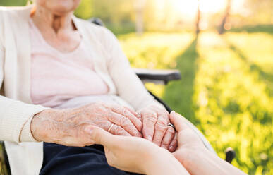 Unrecognizable elderly grandmother in wheelchair with an adult granddaughter outside in spring nature, holding hands. - HPIF25332