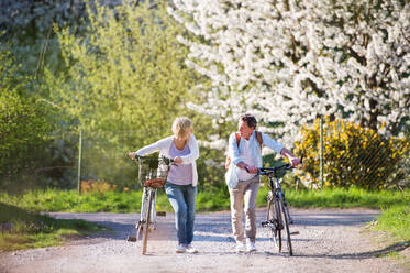 Beautiful senior couple with bicycles outside in spring nature walking under blossoming trees. - HPIF25362