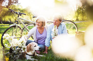 Beautiful senior couple with a dog and bicycles outside in spring nature under blossoming trees. A man and woman in love, sitting on the ground. - HPIF25368