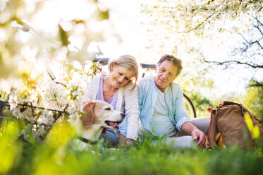 Beautiful senior couple with a dog and bicycles outside in spring nature under blossoming trees. A man and woman in love, sitting on the ground. - HPIF25369