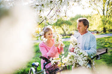 Beautiful senior couple with bicycles outside in spring nature under blossoming trees. - HPIF25374
