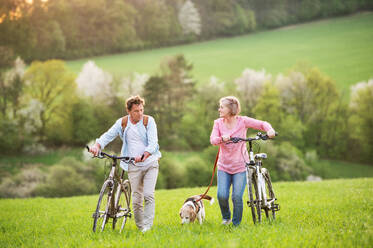 Beautiful senior couple outside in spring nature, walking with a dog and bicycles on grassland. - HPIF25402