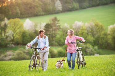 Schönes älteres Paar in der frühlingshaften Natur, mit Hund und Fahrrädern auf einer Wiese spazierend. - HPIF25402