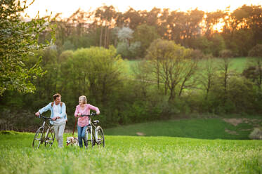 Beautiful senior couple outside in spring nature, walking with a dog and bicycles on grassland. - HPIF25403