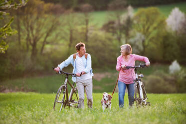 Schönes älteres Paar in der frühlingshaften Natur, mit Hund und Fahrrädern auf einer Wiese spazierend. - HPIF25404