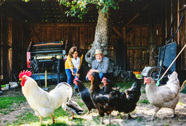 Ein fröhliches Seniorenpaar mit Hühnern auf einem Bauernhof. - HPIF25497