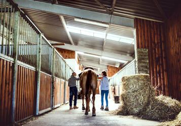 Rückansicht eines älteren Paares, das ein Pferd in einem Stall streichelt und spazieren geht. - HPIF25511