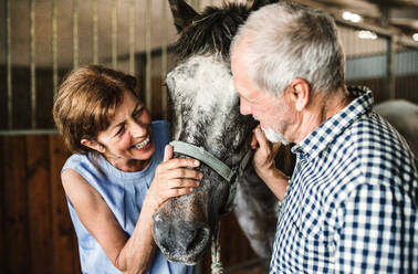 Nahaufnahme eines fröhlichen älteren Paares, das ein Pferd in einem Stall streichelt. - HPIF25512