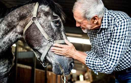 A happy senior man standing close to a horse in a stable, holding it. - HPIF25514