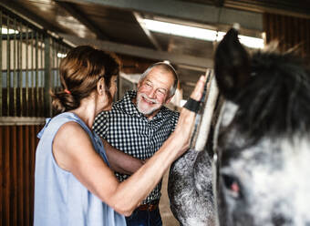 A close-up of joyful senior couple brushing a horse in a stable, talking. - HPIF25518