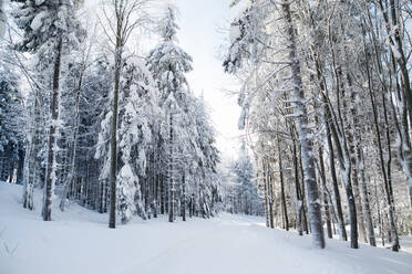 Schneebedeckte Nadelbäume und Straße im Wald im Winter. - HPIF25807