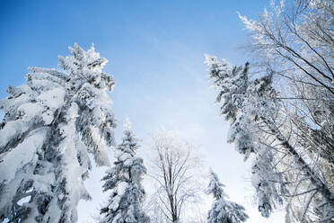 Niedriger Blickwinkel auf die Kronen der schneebedeckten Nadelbäume im Winterwald. - HPIF25857