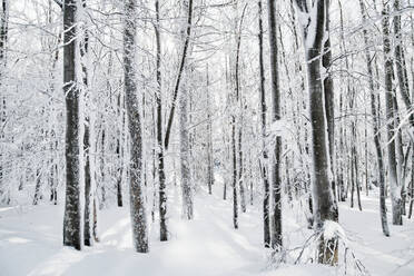 Snow-covered trees in forest in winter. A copy space. - HPIF25858