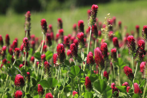 Purple clover blooming in springtime meadow - JTF02344