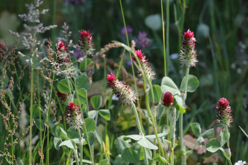 Purple clover blooming in springtime meadow - JTF02345