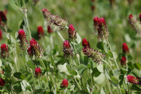 Purple clover blooming in springtime meadow - JTF02346