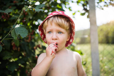 A small boy with a hat standing outdoors topless in garden in summer, eating blackberries. Copy space. - HPIF26382