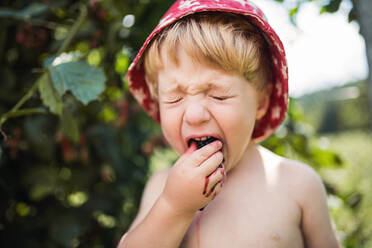 A small boy with a hat standing outdoors in garden in summer, eating sour blackberries. - HPIF26383