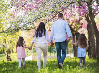 Rear view of parents with small daughters walking outside in spring nature, holding hands. - HPIF26517