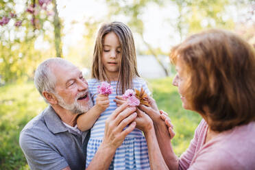 Vorderansicht von älteren Großeltern mit kleinem Enkelkind, die draußen in der Natur sitzen. - HPIF26550