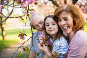 Front view of senior grandparents with small granddaugther sitting outside in spring nature. - HPIF26551