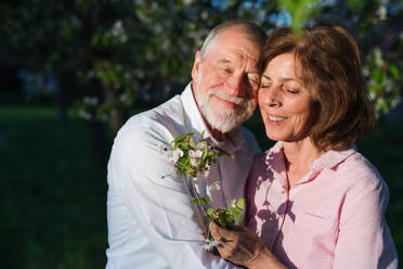Schönes verliebtes älteres Paar bei einem Spaziergang in der Natur im Frühling unter blühenden Bäumen, die sich umarmen. - HPIF26564