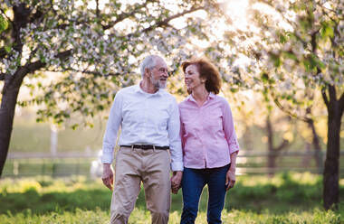 Beautiful senior couple in love on a walk outside in spring nature under blossoming trees, walking. - HPIF26569