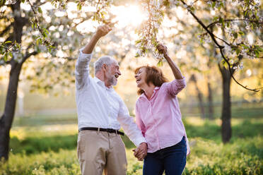 Schönes verliebtes älteres Paar bei einem Spaziergang in der Natur unter blühenden Bäumen, lachend. - HPIF26570
