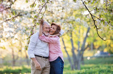 Beautiful senior couple in love on a walk outside in spring nature under blossoming trees, hugging. - HPIF26571