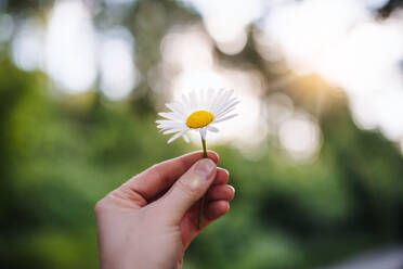 Eine Nahaufnahme einer weiblichen Hand, die eine Gänseblümchenblüte in der Natur hält. - HPIF26642