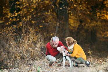 Ein glückliches älteres Paar mit einem Hund in herbstlicher Natur. - HPIF27350