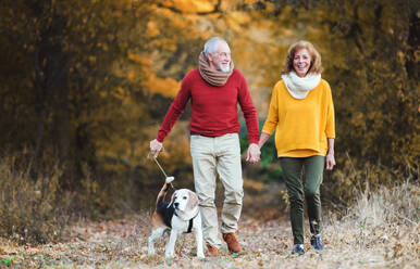 Ein glückliches älteres Paar mit einem Hund auf einem Spaziergang in der herbstlichen Natur, die Hände haltend. - HPIF27351