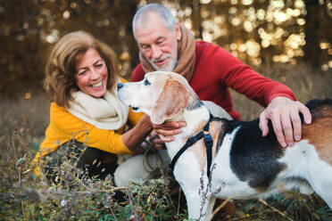 A happy senior couple with a dog on a walk in an autumn nature at sunset. - HPIF27353