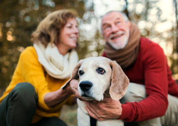 A happy senior couple with a dog on a walk in an autumn nature at sunset. - HPIF27355