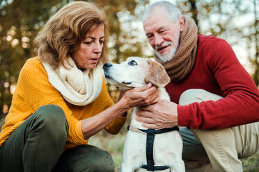 Ein glückliches älteres Paar mit einem Hund bei einem Spaziergang in der herbstlichen Natur bei Sonnenuntergang. - HPIF27357