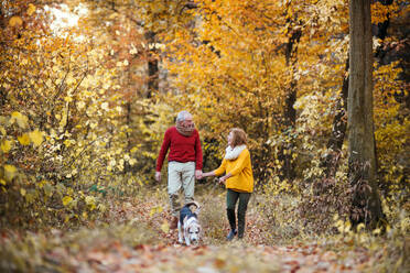 Ein glückliches älteres Paar mit einem Hund auf einem Spaziergang in der herbstlichen Natur, die Hände haltend. - HPIF27358