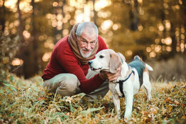 A happy senior man with a dog on a walk in an autumn nature at sunset. - HPIF27362