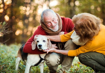 A happy senior couple with a dog on a walk in an autumn nature at sunset. - HPIF27364