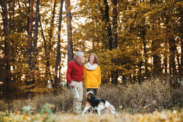 Ein glückliches älteres Paar mit einem Hund auf einem Spaziergang in der herbstlichen Natur, die Hände haltend. - HPIF27367