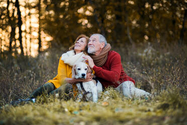 Ein glückliches älteres Paar mit einem Hund bei einem Spaziergang in der herbstlichen Natur bei Sonnenuntergang. - HPIF27373