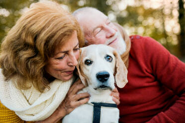 Ein glückliches älteres Paar mit einem Hund bei einem Spaziergang in der herbstlichen Natur bei Sonnenuntergang. - HPIF27376