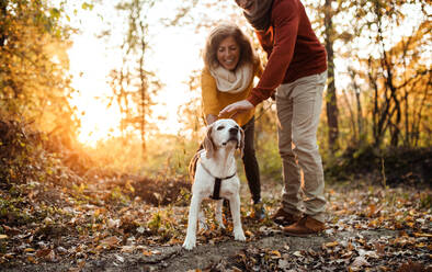 A happy senior couple with a dog on a walk in an autumn nature at sunset, having fun. - HPIF27393