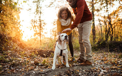 Ein glückliches älteres Paar mit einem Hund auf einem Spaziergang in der herbstlichen Natur bei Sonnenuntergang, das Spaß hat. - HPIF27393