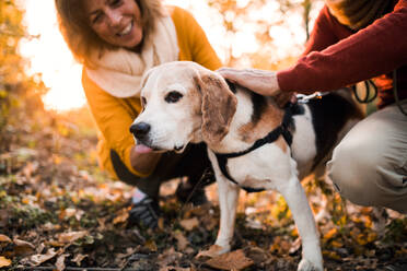 Ein glückliches älteres Paar mit einem Hund auf einem Spaziergang in der herbstlichen Natur bei Sonnenuntergang, das Spaß hat. - HPIF27394
